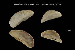 To NMNH Extant Collection (Modiolus arciformis Holotype USNM 207756)