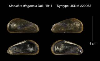 To NMNH Extant Collection (Modiolus diegensis Syntype USNM 220062)