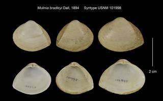 To NMNH Extant Collection (Mulinia bradleyi Syntype USNM 101998)