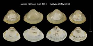To NMNH Extant Collection (Mulinia modesta Syntype USNM 3943)