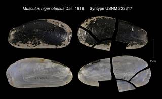 To NMNH Extant Collection (Musculus niger obesus Syntype USNM 223317)