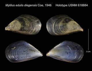 To NMNH Extant Collection (Mytilus edulis diegensis Holotype USNM 618884)