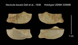 To NMNH Extant Collection (Navicula kauaia Holotype USNM 335696)