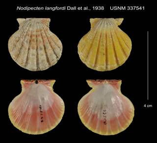 To NMNH Extant Collection (Nodipecten langfordi Paratype USNM 337541)