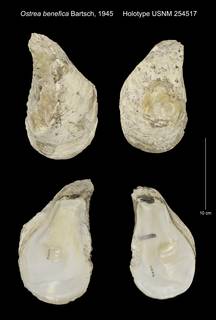 To NMNH Extant Collection (Ostrea benefica Holotype USNM 254517)