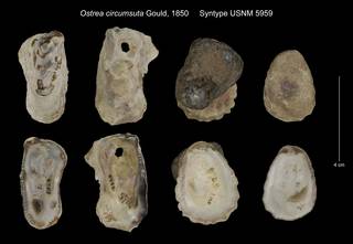 To NMNH Extant Collection (Ostrea circumsuta Syntype USNM 5959)