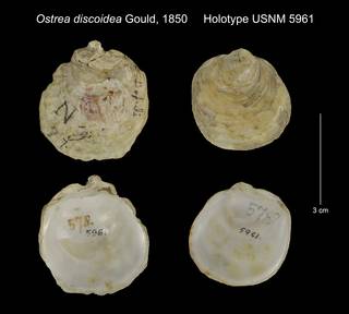 To NMNH Extant Collection (Ostrea discoidea Holotype USNM 5961)