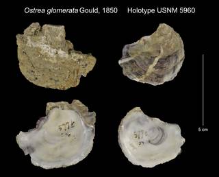 To NMNH Extant Collection (Ostrea glomerata Holotype USNM 5960)