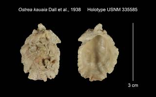 To NMNH Extant Collection (Ostrea kauaia Holotype USNM 335585)
