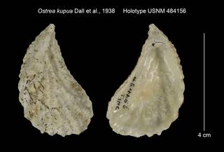 To NMNH Extant Collection (Ostrea kupua Holotype USNM 484156)