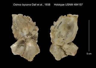 To NMNH Extant Collection (Ostrea laysana Holotype USNM 484157)