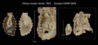 To NMNH Extant Collection (Ostrea mordax Syntype USNM 5958)