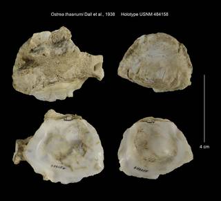 To NMNH Extant Collection (Ostrea thaanumi Holotype USNM 484158)