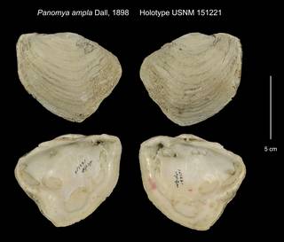To NMNH Extant Collection (Panomya ampla Holotype USNM 151221)