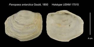 To NMNH Extant Collection (Panopaea antarctica Holotype USNM 17515)