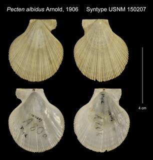 To NMNH Extant Collection (Pecten albidus Syntype USNM 150207)