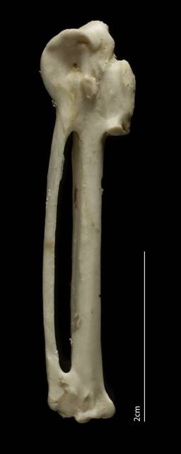 To NMNH Extant Collection (Alcidae (Auks), USNM 561261, carpometacarpus, ventral)