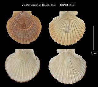 To NMNH Extant Collection (Pecten caurinus USNM 5954)