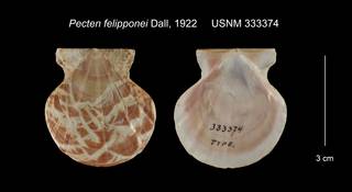 To NMNH Extant Collection (Pecten felipponei USNM 333374)