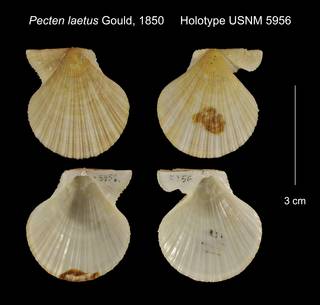 To NMNH Extant Collection (Pecten laetus Holotype USNM 5956)