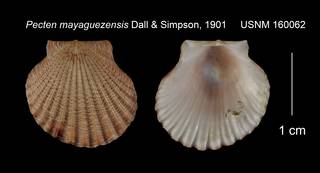 To NMNH Extant Collection (Pecten mayaguezensis USNM 160062)