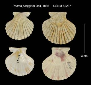 To NMNH Extant Collection (Pecten phrygium USNM 62237)