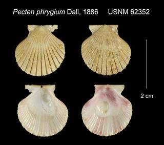 To NMNH Extant Collection (Pecten phrygium USNM 62352)
