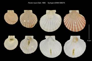 To NMNH Extant Collection (Pecten tryoni Syntype USNM 598375)