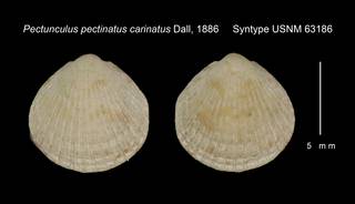 To NMNH Extant Collection (Pectunculus pectinatus carinatus Syntype USNM 63186)