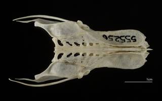 To NMNH Extant Collection (Recurvirostridae (Stilts, Avocets), USNM 555256, pelvis, dorsal)