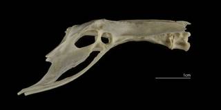 To NMNH Extant Collection (Recurvirostridae (Stilts, Avocets), USNM 555256, pelvis, lateral)