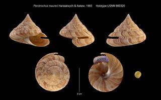 To NMNH Extant Collection (Perotrochus maureri Holotype USNM 860320)