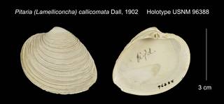 To NMNH Extant Collection (Pitaria (Lamelliconcha) callicomata Holotype USNM 96388)