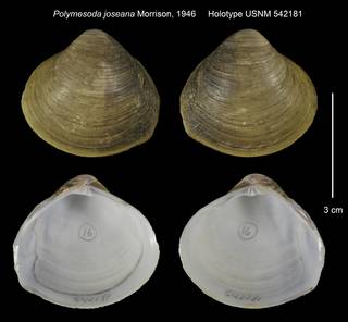 To NMNH Extant Collection (Polymesoda joseana Holotype USNM 542181)