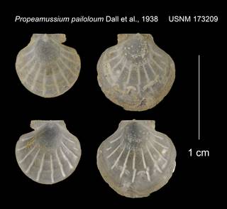 To NMNH Extant Collection (Propeamussium pailoloum USNM 173209)