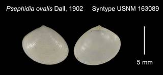 To NMNH Extant Collection (Psephidia ovalis Syntype USNM 163089)