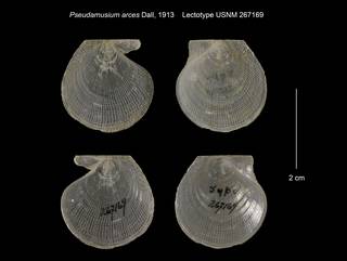 To NMNH Extant Collection (Pseudamusium arces Lectotype USNM 267169)