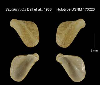 To NMNH Extant Collection (Septifer rudis Holotype USNM 173223)