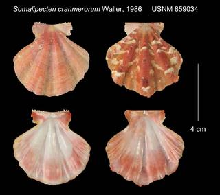 To NMNH Extant Collection (Somalipecten cranmerorum USNM 859034)