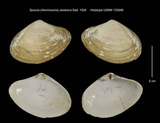 To NMNH Extant Collection (Spisula (Hemimactra) alaskana Holotype USNM 133946)