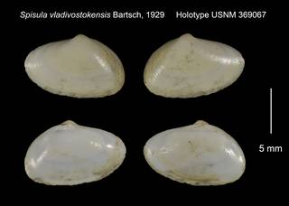 To NMNH Extant Collection (Spisula vladivostokensis Holotype USNM 369067)