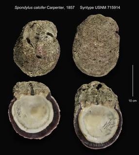 To NMNH Extant Collection (Spondylus calcifer Syntype USNM 715914)