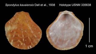 To NMNH Extant Collection (Spondylus kauaiensis Holotype USNM 335638)