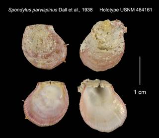 To NMNH Extant Collection (Spondylus parvispinus Holotype USNM 484161)