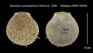 To NMNH Extant Collection (Spondylus sparsispinosus Holotype USNM 190436)