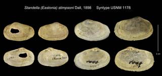 To NMNH Extant Collection (Standella (Eastonia) stimpsoni Syntype USNM 1178)