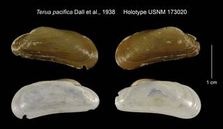To NMNH Extant Collection (Terua pacifica Holotype USNM 173020)