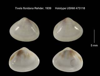 To NMNH Extant Collection (Tivela floridana Holotype USNM 473118)