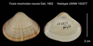 To NMNH Extant Collection (Tivela mactroides nasuta Holotype USNM 153377)