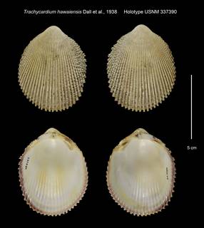 To NMNH Extant Collection (Trachycardium hawaiensis Holotype USNM 337390)